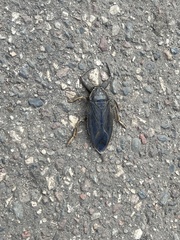 Lethocerus americanus