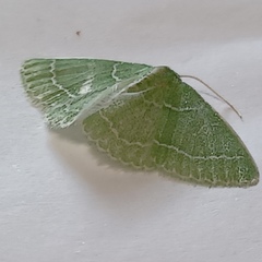 Synchlora aerata