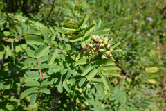 Sorbus sitchensis