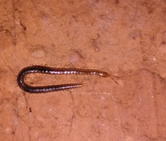 Geophilus carpophagus