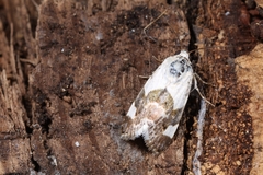Acontia lucida