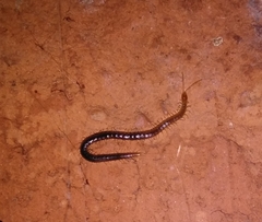 Geophilus carpophagus