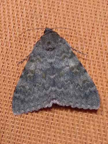 French Red Underwing