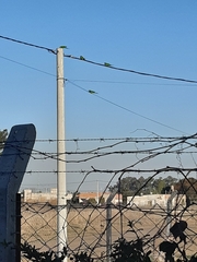 Thectocercus acuticaudatus