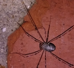 Dicranopalpus