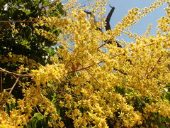 Koelreuteria paniculata