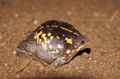 Rhinophrynus dorsalis