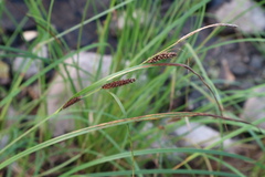 Carex aquatilis