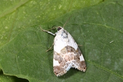Acontia lucida
