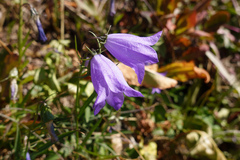 Campanula rotundifolia