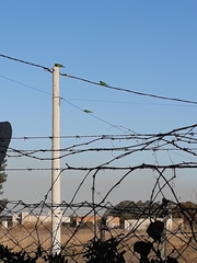 Thectocercus acuticaudatus