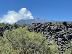 Euphorbia dendroides