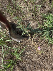Desmodium sessilifolium
