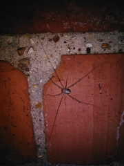 Dicranopalpus