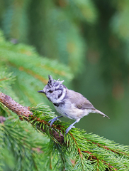 Lophophanes cristatus