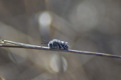Amegilla quadrifasciata