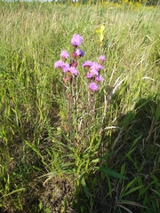 Liatris ligulistylis