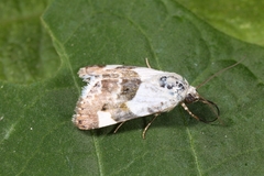 Acontia lucida