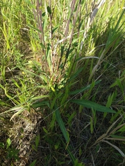 Liatris ligulistylis
