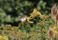 Iphiclides podalirius