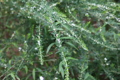 Lespedeza cuneata