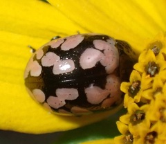 Calligrapha multiguttata