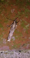Agriphila geniculea