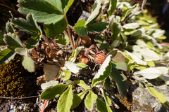 Fragaria virginiana