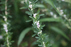 Lespedeza cuneata