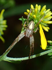 Neoscona arabesca