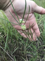 Asclepias stenophylla
