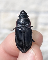 Harpalus caliginosus