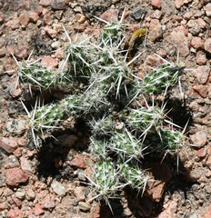 Grusonia clavata
