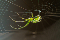 Leucauge