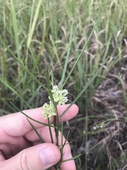 Asclepias stenophylla