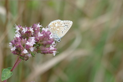 Polyommatus coridon