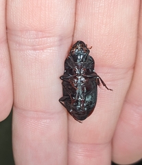 Harpalus caliginosus