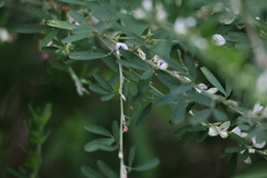 Lespedeza cuneata
