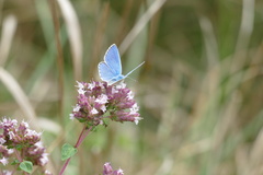 Polyommatus coridon