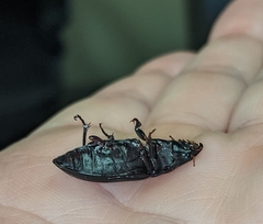 Harpalus caliginosus