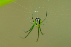 Leucauge