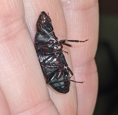 Harpalus caliginosus