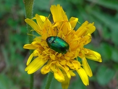 Cryptocephalus