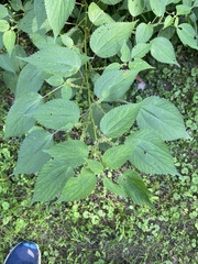 Boehmeria cylindrica