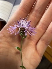Centaurea