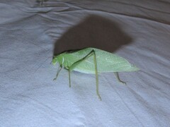 Microcentrum retinerve