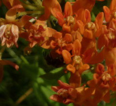 Anthophila