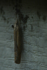 Agriphila geniculea