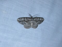 Anavitrinella pampinaria