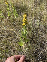 Solidago mollis